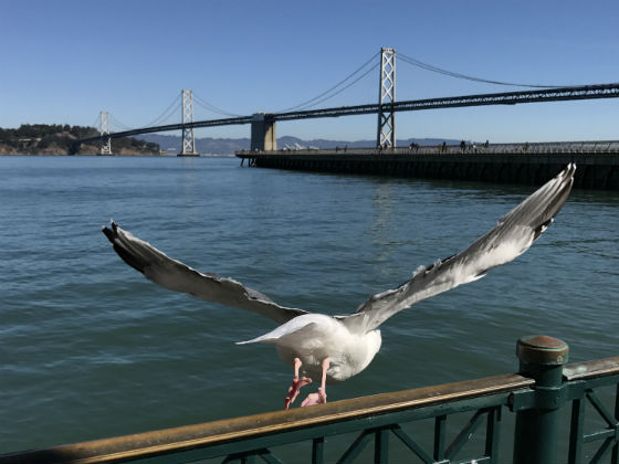 Bay Bridge and seagull